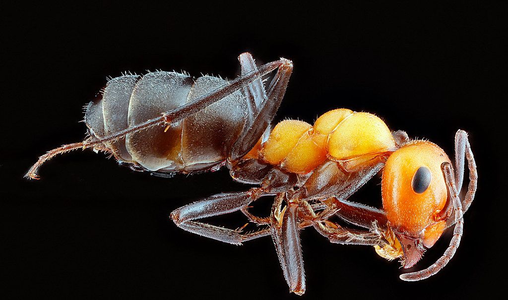 Ant Control service in Columbus, IN