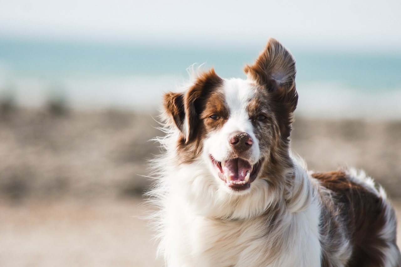 Flea & Tick Control service in Columbus, IN