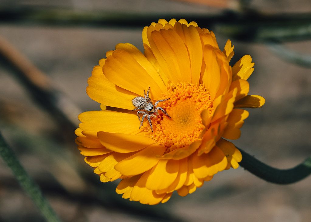 Spider Control service in Columbus, IN